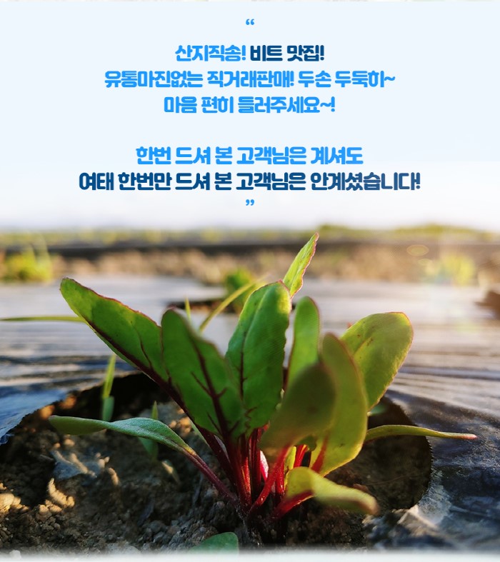 LATELY(레이틀리) [레이틀리] [베리굿팜] 레드비트 생과 10kg